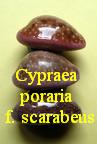 Cypraea (Erosaria) poraria f. scarabeus, Bory de St Vincent 1827